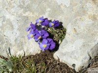 2026-05-09 Le cime di Casamaina 145